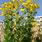Tall Yellow Flowers Perennial