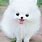 Teacup White Fluffy Dog
