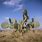 Texas Cacti