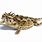 Texas Horned Toad Lizard