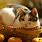 Thanksgiving Cat Background