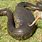 The Biggest Anaconda Snake