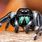 The Bold Jumping Spider