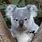The Cutest Koala
