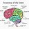 The Human Brain Anatomy