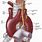 Thoracic Aorta Artery