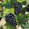 Thornless BlackBerry Plants