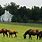 Thoroughbred Horse Farms Lexington KY