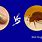 Tick or Bed Bug