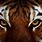 Tigre Wallpaper