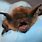 Tiny Brown Bat