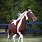 Tobiano Paint Horse