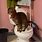 Toilet Cat Buddy