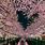 Tokyo Japan Cherry Blossoms