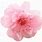 Transparent Cherry Blossom Flower