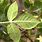 Trifoliate Leaves