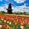 Tulip Festival in Holland