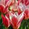 Tulip Heart's Delight