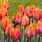 Tulip Prncess Irene