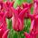 Tulip Queen Rania