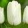 Tulip White Dynasty