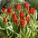 Tulipa Praestans Unicum