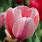 Tulipan Tulip