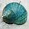 Turquoise Shell