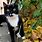 Tuxedo Cat Meowing