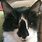 Tuxedo Cat with Black Nose