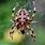 UK Spider Images