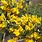 Ulex Europaeus