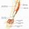 Ulnar Nerve at Elbow Anatomy