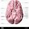 Underside of Human Brain