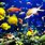 Underwater Fish Background