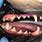 Upper 4th Premolars Dog