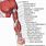 Upper Arm Muscle Anatomy Diagram