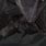 Vampire Bat Hanging Upside Down