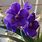 Vanda Orchid Plants