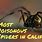 Venomous Spiders in California