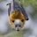 Very Cute Flying Foxes