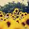 Vintage Sunflower Desktop Wallpaper