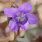 Violet Birth Flower