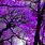 Violet Purple Wallpaper