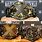 WWE NXT Championship Belt