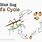 Walking Stick Insect Life Cycle