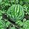 Watermelon Garden