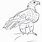 Wedge Tail Eagle Drawings