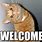 Welcome Cat Image
