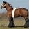 What Is a Draft Horse
